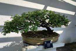 National Bonsai Collection Open Day