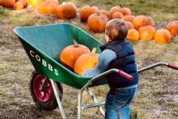 Pop Up Pumpkin Patch