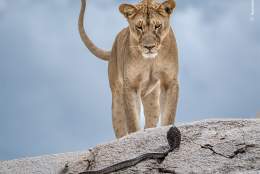 Wildlife Photographer of the Year