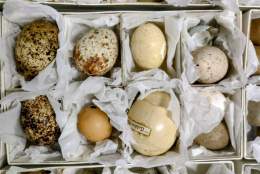 Thinktank Eggsplorer Trail