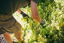 Introduction to Pruning Plants