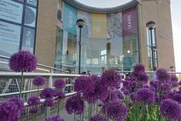 Rugby Art Gallery & Museum