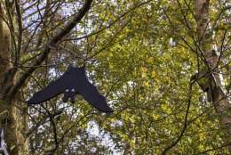 Spooky Wings: A Halloween Bat Trail!