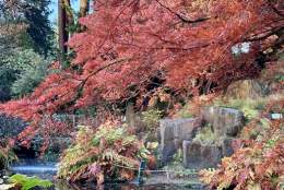 Family Explorers: Autumn Nature Bingo