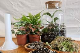 Plantamamita: Tropical Terrarium Workshop
