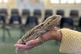 Wild Wednesdays: Animal Handling