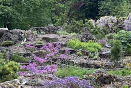 Planted: A Day of Botanical Creative Practice (August)