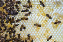 Introduction to Beekeeping