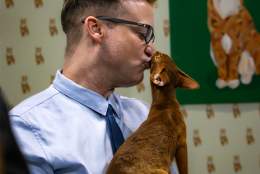 The Cat Show Live