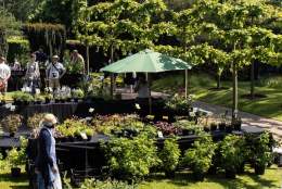 Rare Plant Fair at Winterbourne House and Garden