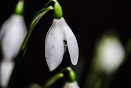 Stained Glass Snowdrops
