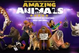 Amazing Animals