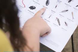 Guided Pond Dipping