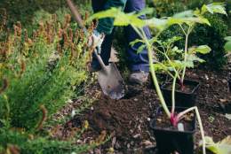 Allotments: Sustainable techniques for a thriving plot