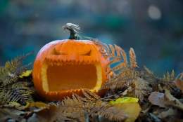 Wild Halloween Nature Potion Hunt