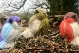 Family Explorers: Make A Toy Bird