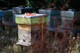 Introduction to Beekeeping