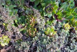 Make and Plant an Alpine Trough