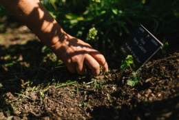Allotments: Prepare the Ground