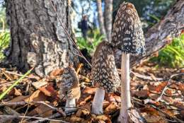 Birmingham Fungi Festival