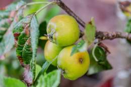 Introduction to Fruit Pruning