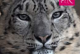 Twycross Zoo