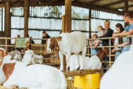 Honeysuckle Farm