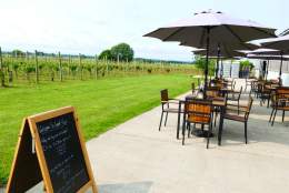 A walk on the wineside from Laurel Vines!