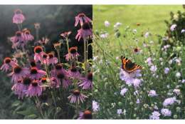 Summer Soiree