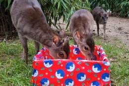 The Magic of Christmas