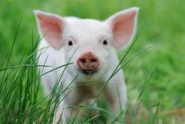 Springtime on the farm