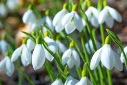 Snowdrop Month at Burnby Hall Gardens