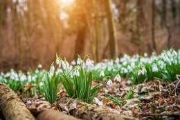 Snowdrops in the Woodland
