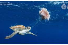 Wildlife Photographer of the Year