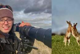 Boxing Hares and Other Sledmere Animals