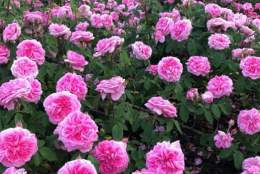 Secrets of the Rose Garden: A Guided Talk with Sledmere's Head Gardener