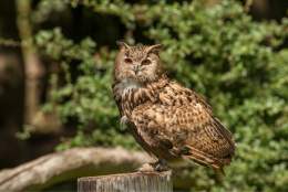 Bridlington Animal Park