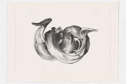 Georgia O'Keeffe: Memories of Drawings