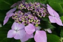 Hydrangea Highlights