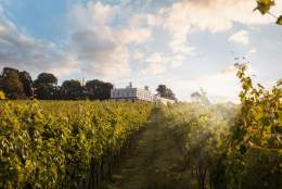 Vineyard Tours and Lunch 2026