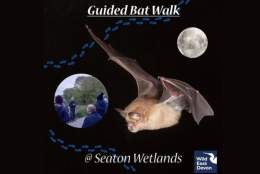 Bat Walk at Seaton Wetlands