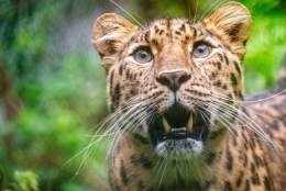 Dartmoor Zoo