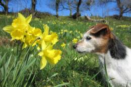 Mothering Sunday with Daffodils and Spring Flowers