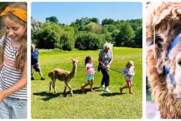 Canonteign Falls Alpaca experience