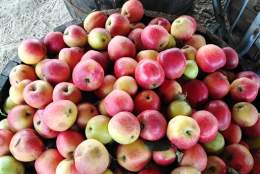 Apple & Honey Harvest