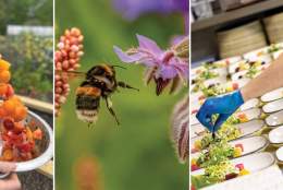 Bee-Made Banquet