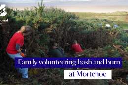 Family volunteering bash and burn at Morte Point, Woolacombe