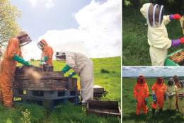 Beekeeping Experience Days