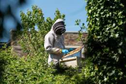 Beekeeping Course & Honey Afternoon Tea