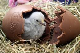 Devon’s Top Attractions - Easter Fun!